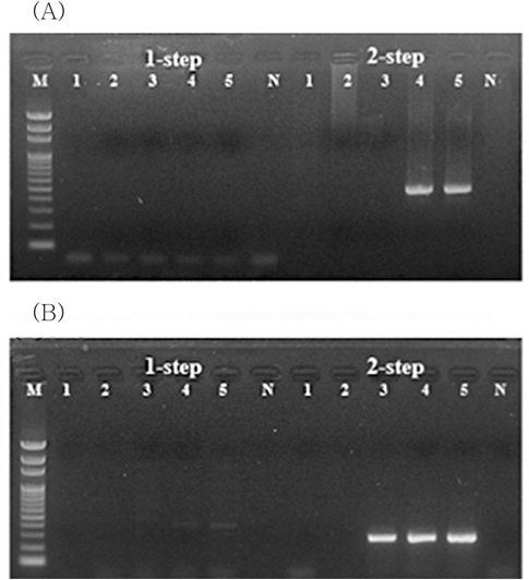 Sensitivity test of HA method for detection of (A) VHSV and (B) IVS-1 in seawater. lane 1-5, concentrate of seawater spiked with VHSV or IVS-1 (0, 0.12, 1.2, 12, and 120 viral particles/ mL seawater respectively) ; M, 100 bp DNA ladder; N, no templatecontrol.