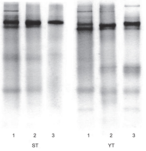 Native-PAGE of protease inhibitor positive fractions from the crude extracts of skipjack tuna K. pelamis, yellowfin tuna T. albacares. Lane 1, CE; lane 2, ST-G and YT-G; lane 3, ST-I and YT-I, respectively.