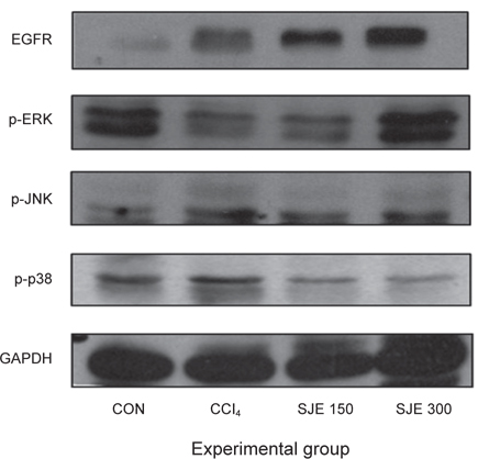 Changes of liver toxicity related protein expressions in CCl4-induced rats. The protein levels of EGFR, p-ERK, p-JNK and p-p38 were examined after treatment with CCl4 or SJE (S. japonica Extract).
