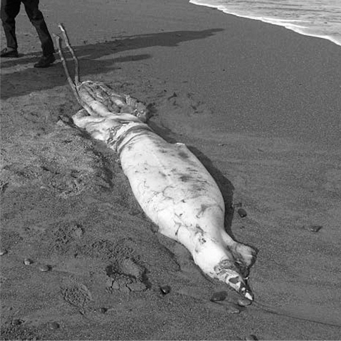 Giant squid Architeuthis sp. stranded at Pohang, January 2010.
