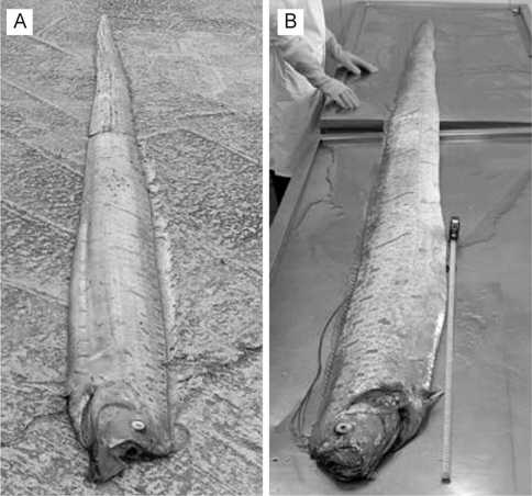 Oarfish Regalecus russellii stranded at Uljin in January 2010(A) and Yeongdeok in February 2010(B).