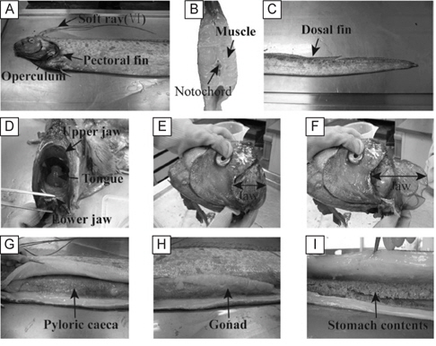 Phothgraph of exterior form and internal anatomy of the oarfish, Regalexus sp. Stranded at Uljin in January and Yeongdeok in February 2010.