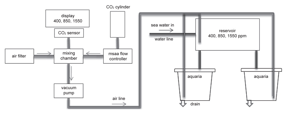 A schematic diagram of experimental system for ocean acidification. Total 3 systems are used for 3-levels of CO2 concentration during this study.