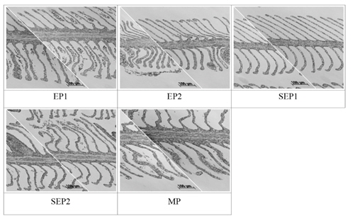 Histological changes of the gill in Korean rockfish Sebastes schlegeli fed the experimental diets for 11 weeks (H&E stain, ×400). EP; extruded pellet, SEP; Soft extruded pellet, MP; raw fish-based moist pellet.