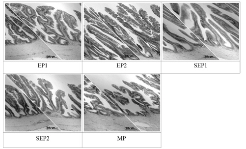Histological changes of the intestine in Korean rockfish Sebastes schlegeli fed the experimental diets for 11 weeks (H&E stain, ×400). EP; extruded pellet, SEP; Soft extruded pellet, MP; raw fish-based moist pellet.