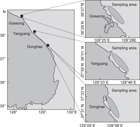 The three sampling area in the coastal waters off Gangwondo of Korea from March to July 2011.