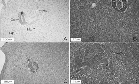 Histological analysis of liver tissue of starry flounder with continuously starved until 65 days. A; control (pancreas and liver cell), B; 38 days after starvation (nucleus were condensed and capillary were expanded in liver cell), C; 65 days after starvation (nucleus was condensed and enzyme follicle in pancreas were expanded), D; lipid liver after 65 days. Cp, capillary; Hc, hepatic cell; Hd, hepatic cord; Nu, nucleus; Od, oil droplets ; P, Pancreas; Zg, granular enzyme.