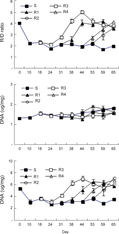 Change of RNA/DNA ratio and concentration after 65-day starvation and following bi-weekly feeding. Error bar=standard error. S; starvation, R1; refeeding after 2 weeks starvation; R2; refeeding after 4 weeks starvation, R3; refeeding after 6 weeks starvation, R4; refeeding after 8 weeks starvation.