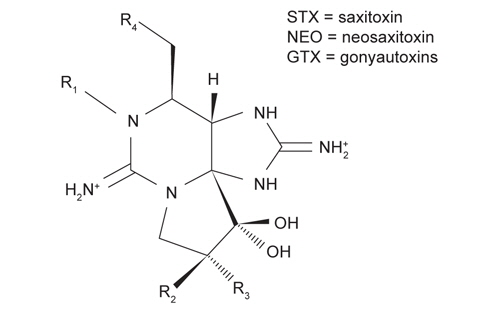 Structure of PSP toxins.