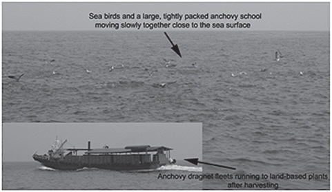 Sea birds and a large, tightly packed anchovy school moving slowly together close to the sea surface at the survey site of Fig. 4(a) on September 29, 2006.The cooking boat of anchovy dragnet fleets running to land-based plants after harvesting the anchovy school was displayed.