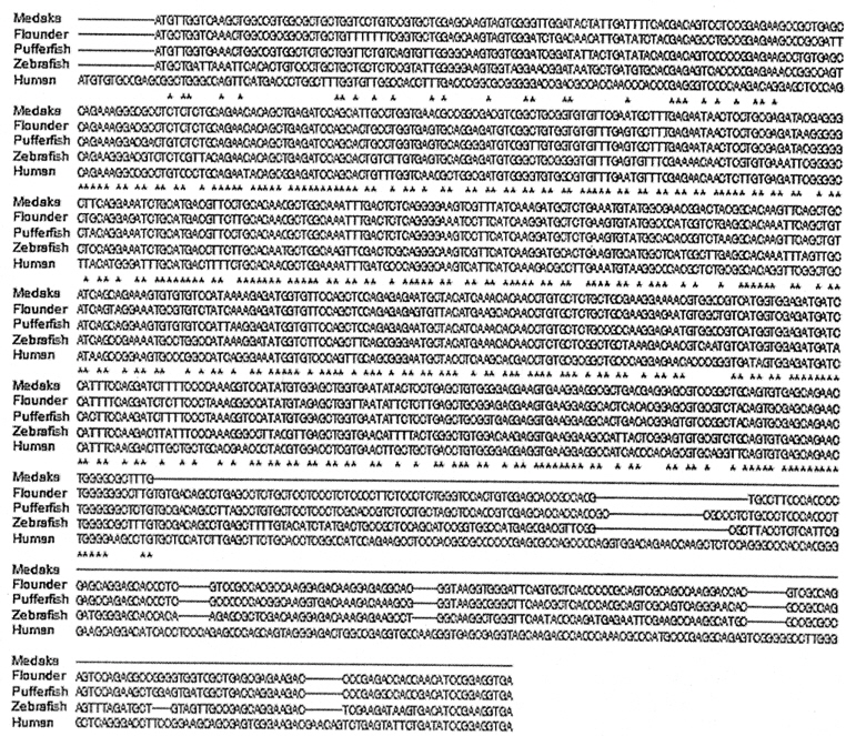 Alignment of medaka STC2 partial sequence and other vertebrate STC2s. The STC2 sequences used for this alignment were extracted from the NCBI GenBank databases. GenBank accession nos. are as follows: Medaka (JX680809; confidential until Oct 1, 2013 or published), Flounder (EU816770), Pufferfish (AY688945), Zebrafish (AY688947), Human (NM003714).
