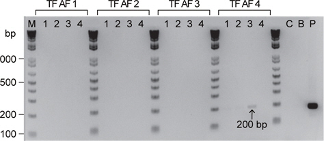 PCR analysis of the lacZ gene in transformed Artemia franciscana (TF AF) 1-4. M, 1Kb marker; C, wild type of A. franciscana ; B, negative blank (distilled and deionized Water); P, pRSV -LacZ plasmid; Lane 1, target distance 3 cm; Lane 2, target distance 6 cm; Lane 3, target distance 9 cm; Lane 4, target distance 12 cm. Arrowhead indicates amplifi cation of lacZ.