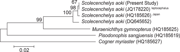 Neighbor-joining tree based on mtDNA 12S rRNA sequences showing the relationships among Scolecenchelys aoki, and 3 ophichthid species and 1 outgroup. 1,000 replications of bootstrap. Bar indicates genetic distance of 0.02.
