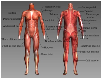 Diagram of body muscles.