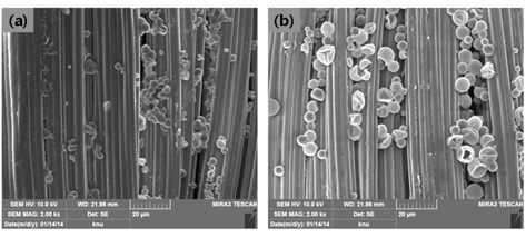 SEM morphologies of PCM treated fabric (Fabric No. 7); (a) PCM-32KR, (b) PCM-25KR.