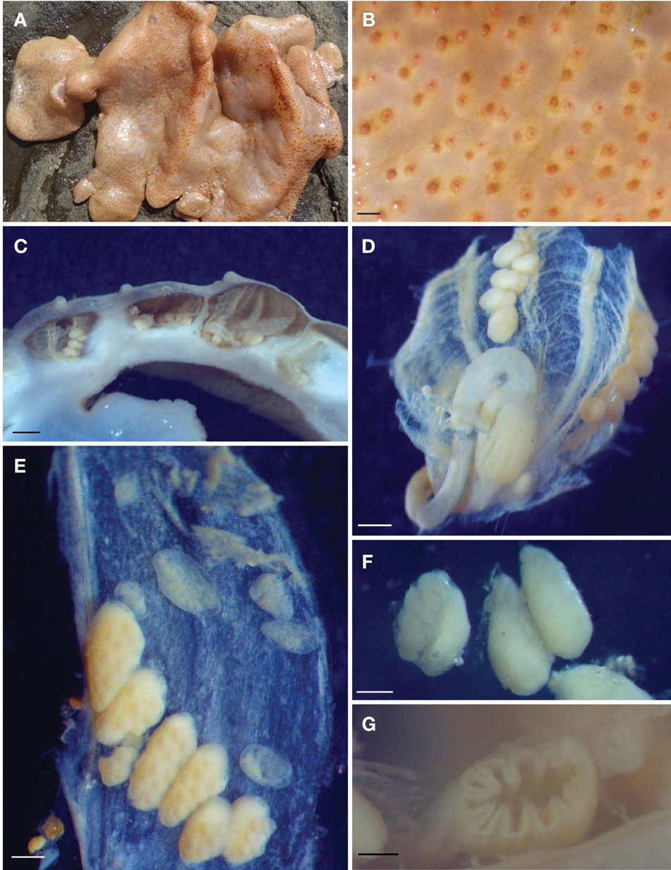 Eusynstyela monotestis. A, Colony; B, Surface of colony in living; C, Cross section of colony in preservative; D, Zooid; E, Gonads and endocarps; F, Gonad with single testis; G, Cross section of stomach. Scale bars: B=2 mm, C=1 mm, D=0.5 mm, E-G= 0.2 mm.