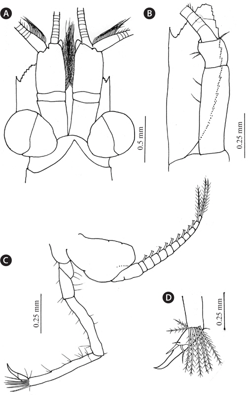 Siriella izuensis Murano and Fukuoka, 2008; male. A, Anterior part of body; B, Antenna; C, D, Eighth thoracopod.