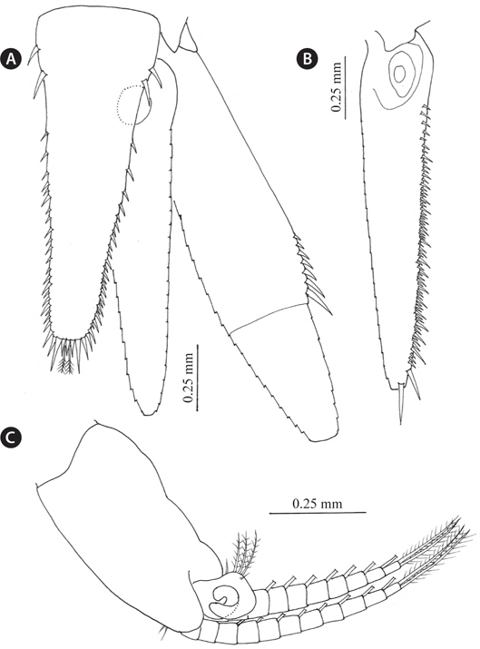 Siriella izuensis Murano and Fukuoka, 2008; male. A, Telson and uropod; B, Uropod; C, D, Fourth pleopod.