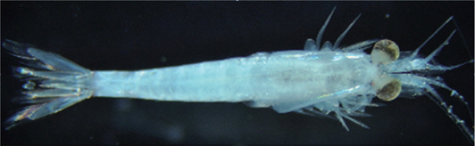 Siriella japonica Ii, 1964; male, 6.7 mm.
