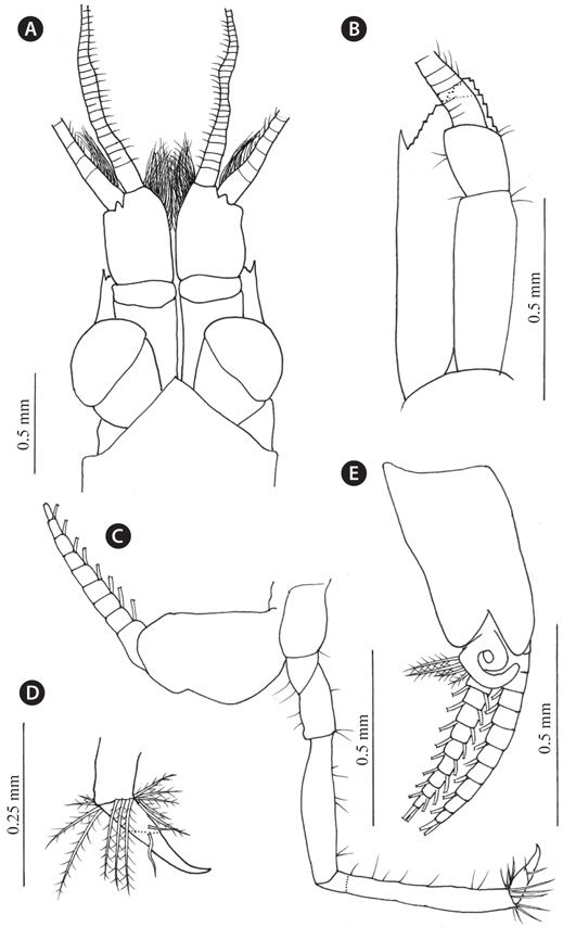 Siriella japonica Ii, 1964; male. A, Anterior part of body; B, Antenna; C, D, Eighth thoracopod.