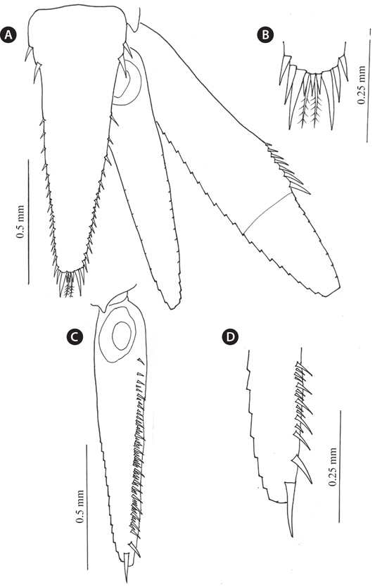Siriella japonica Ii, 1964; male. A, Telson and uropod; B, Telson; C, D, Uropod.
