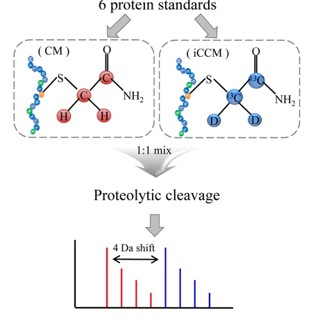 The schematic workflow of iCCM-based isotope labeling method, leading to a mass shift of all cysteinyl residues to be + 4 Da, for quantitative proteins