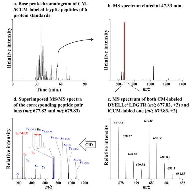 Base peak chromatogram (BPC) obtained from nLC-ESI-MS/MS run of the tryptic peptides (100 ng) derived from iCCM-based sample treatment (a) along with the MS scan spectrum eluted at tr = 47.33 min (b). MS spectrum of both m/z 677.82 [M+2H+]2+ and m/z 679.83 [M+2H+]2+ observed with the mass difference of 2.01 Da between both ions (c), and simultaneously identified via a MS/MS experiments as DYELLcLDGTR for CM-labeled peptide and DYELLc*LDGTR for iCCM-labeled one from serotransferrin, respectively (d).