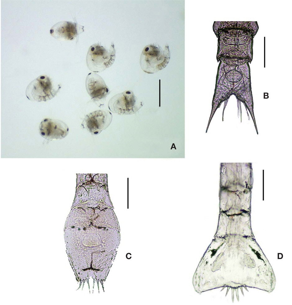 A, Photograph of first zoeas of Camptandrium sexdentatum. Photographs of zoeal abdomen and telson: B, Cleistostoma dilatatum; C, Camptandrium sexdentatum; D, Philyra pisum. Scale bars: A=0.4 mm, B-D=0.1 mm.