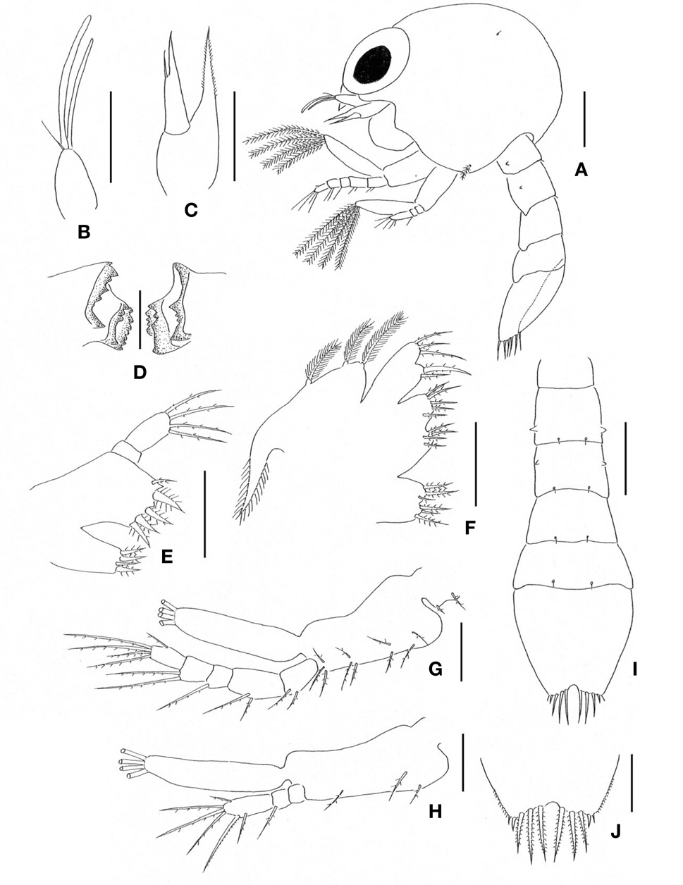 Camptandrium sexdentatum, first zoeal stage. A, Lateral view; B, Antennule; C, Antenna; D, Mandibles; E, Maxillule; F, Maxilla; G, First maxilliped; H, Second maxilliped; I, Dorsal view of abdomen and telson; J, Posterior region of telson. Scale bars: A, I=0.1 mm, B-H, J=0.05 mm.