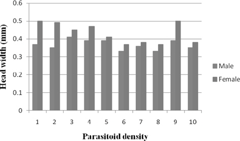 Maternal crowd impact on Head width of N. thymus.
