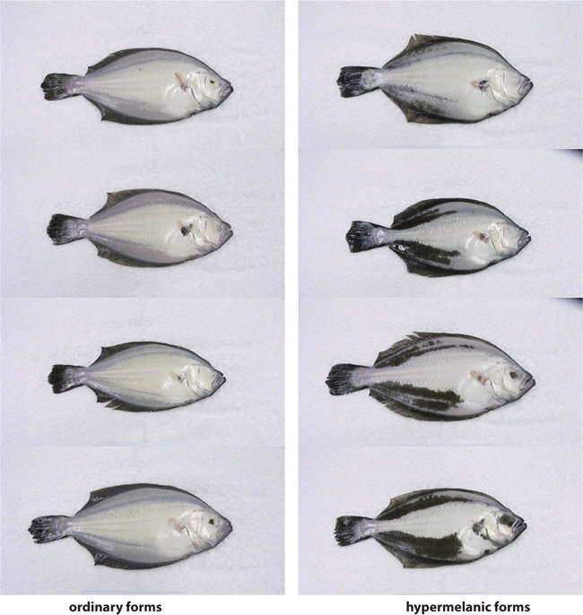 Photographs of ordinary and hypermelanic olive flounders Paralichthys olivaceus.