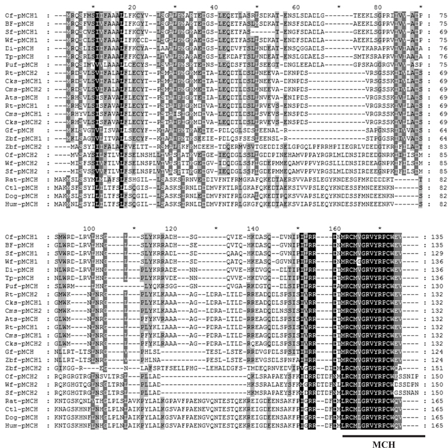 Comparison of the of-pMCH amino acid sequence (of-pMCH1, GenBank ABY73341; of-pMCH2, GenBank AAF67166) with those of barfin flounder (bf-pMCH, GenBank BAC82350.1), starry flounder (sf-pMCH1, GenBank KF621304; sf-pMCH2, GenBank KF621305), winter flounder (wf-pMCH1, GenBank AEE36642; wf-pMCH2, GenBank AEE36640), dimerus (di-pMCH, GenBank ACT33940), Mozambique tilapia (tp-pMCH, GenBank CAA57050), green spotted puffer, (puf-pMCH, GenBank CAF93560), rainbow trout (rt-pMCH1, GenBank CAA52059; rt-pMCH2, GenBank CAA52060), Chinook salmon (cks-pMCH1, GenBank AAA49422; cks-pMCH2, GenBank AAA49423), chum salmon (cms-pMCH1, GenBank AAA49418; cms-pMCH2, GenBank AAA49419), Atlantic salmon (ats-pMCH, GenBank ACI70019), goldfish, Carassius auratus (gf-pMCH, GenBank CAL48577), zebrafish (zbf-pMCH1, GenBank ACO35933; zbf-pMCH2, GenBank ACO35934), cattle (ctl-pMCH, GenBank ABF59972), dog (dog-pMCH, GenBank AAU43637), rat (rat-pMCH, GenBank AAA41580), and human (hum-pMCH, GenBank AAH18048).