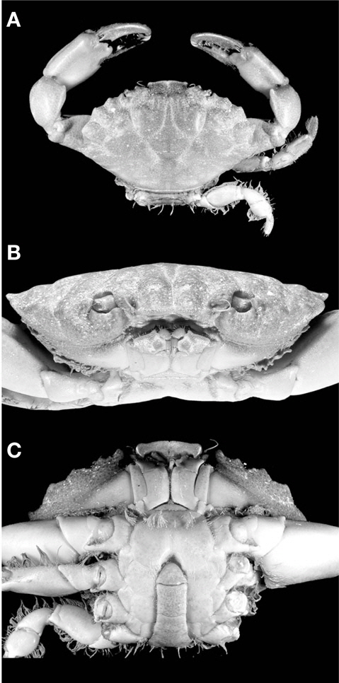 Etisus laevimanus Randall, 1840, male (cl 28.3 mm, cw 44.8 mm). A, Whole animal, dorsal view; B, Anterior view; C, Ventral view. cl, carapace length from the front to the posterior dorsal margin of the carapace; cw, with of the carapace measured at the widest part.