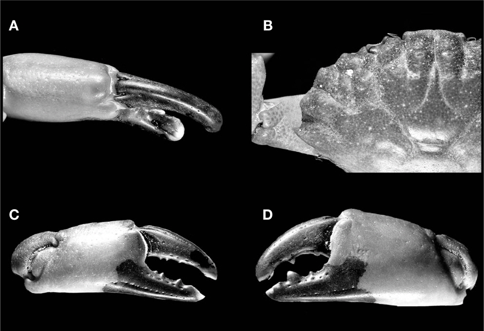 Etisus laevimanus, male (cl 28.3 mm, cw 44.8 mm). A, Left cheliped, dorsal view; B, Anterolateral border, dorsal view; C, Right cheliped, outer view; D, Left cheliped, outer view. cl, carapace length from the front to the posterior dorsal margin of the carapace; cw, with of the carapace measured at the widest part.