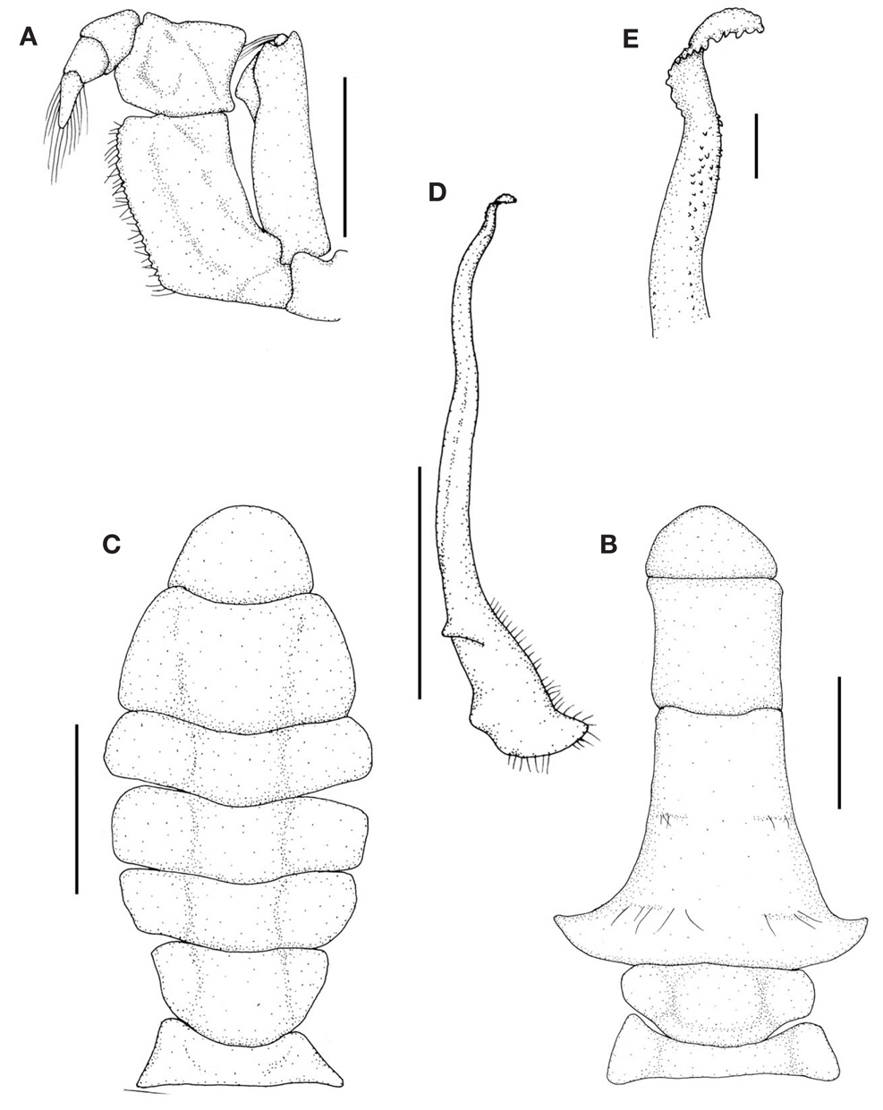 Etisus laevimanus. A, Left third maxilliped; B, Male abdomen; C, Female abdomen; D, Left male first gonopod, ventral view; E, Tip of left male first gonopod, ventral view. Scale bars: A-D=5 mm, E=0.5 mm.