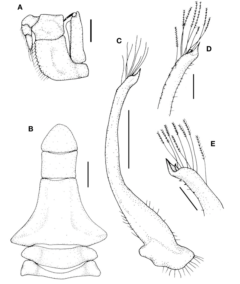 Paraxanthias elegans. A, Left third maxilliped; B, Male abdomen; C, Left male first gonopod, ventral view; D, Tip of left male first gonopod, ventral view; E, Tip of left male first gonopod, dorsal view. Scale bars: A-C=1 mm, D, E=0.3 mm.