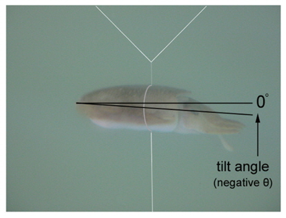 A cuttlefish Sepia esculenta swimming freely in a saltwater tank. A cuttlefish suspended ~1 m below the transducers and near their maximum- response axes. Positive θ indicates a head up orientation relative to the center line of the mantle or body, and a negative θ indicates a head down orientation.