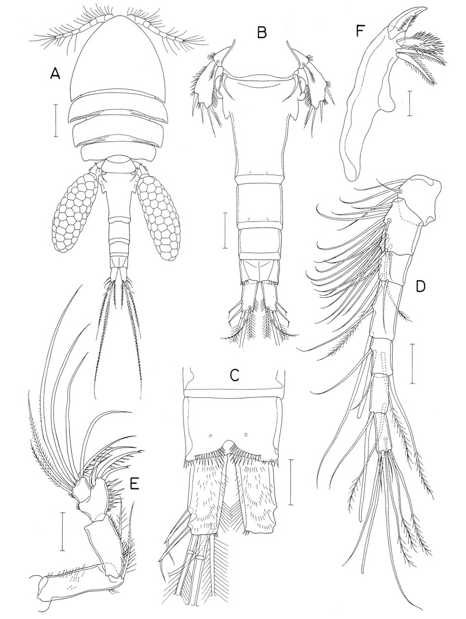 Hemicyclops cornutus n. sp., female. A, Habitus, dorsal; B, Urosome, dorsal; C, Anal somite and caudal rami, ventral; D, Antennule; E, Antenna; F, Mandible. Scale bars: A=0.2 mm, B=0.1 mm, C-E=0.05 mm, F=0.02 mm.