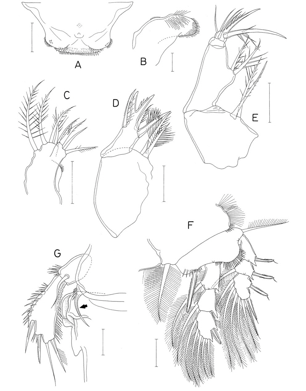 Hemicyclops cornutus n. sp., female. A, Labrum; B, Paragnath; C, Maxillule; D, Maxilla; E, Maxilliped; F, Leg 1; G, Left side of fifth pedigerous somite and genital area, dorsal. Scale bars: A, C-G=0.05 mm, B=0.02 mm.