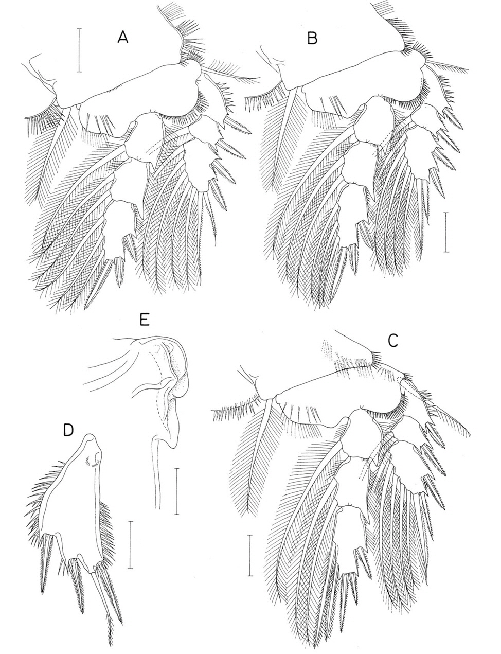 Hemicyclops cornutus n. sp., female. A, Leg 2; B, Leg 3; C, Leg 4; D, Leg 5 exopod; E, Right genital aperture, dorsal. Scale bars: A-E=0.05 mm.