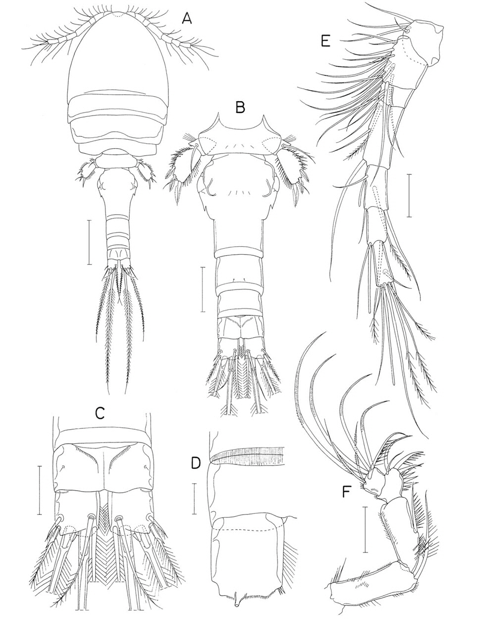 Hemicyclops parapiculus n. sp., female. A, Habitus, dorsal; B, Urosome, dorsal; C, Anal somite and caudal rami, dorsal; D, Right side of anal somite and right caudal ramus, ventral; E, Antennule; F, Antenna. Scale bars: A=0.2 mm, B=0.1 mm, C, E, F=0.05 mm, D=0.02 mm.