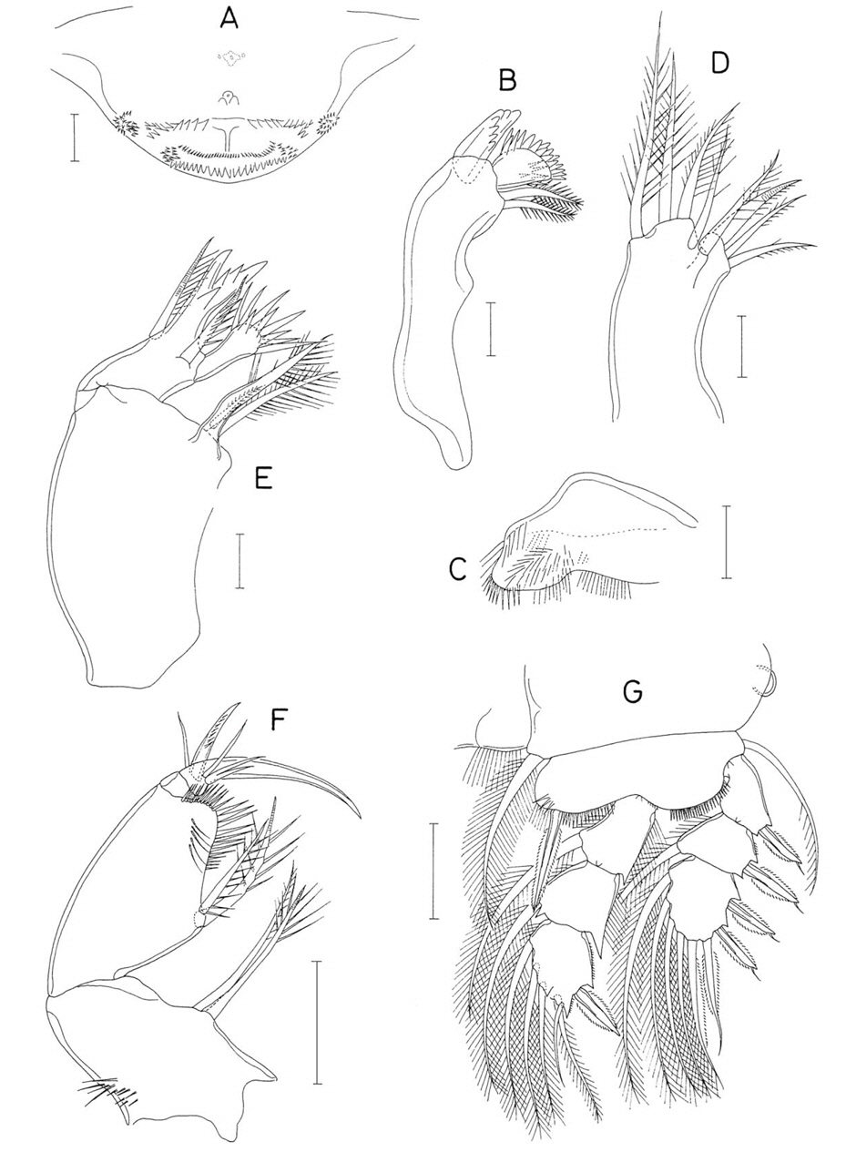 Hemicyclops parapiculus n. sp., female. A, Labrum; B, Mandible; C, Paragnath; D, Maxillule; E, Maxilla; F, Maxilliped; G, leg 1. Scale bars: A-E=0.02 mm, F, G=0.05 mm.