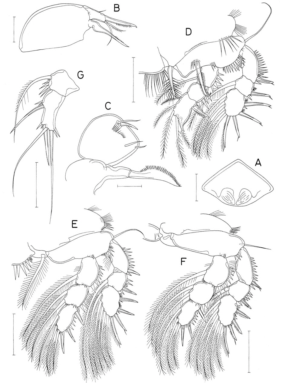 Presynaptiphilus trifurcatus n. sp., female. A, Labrum; B, Maxilla; C, Maxilliped; D, Leg 1; E, Leg 2; F, Leg 3; G, Leg 5. Scale bars: A-C=0.02 mm, D-G=0.05 mm.