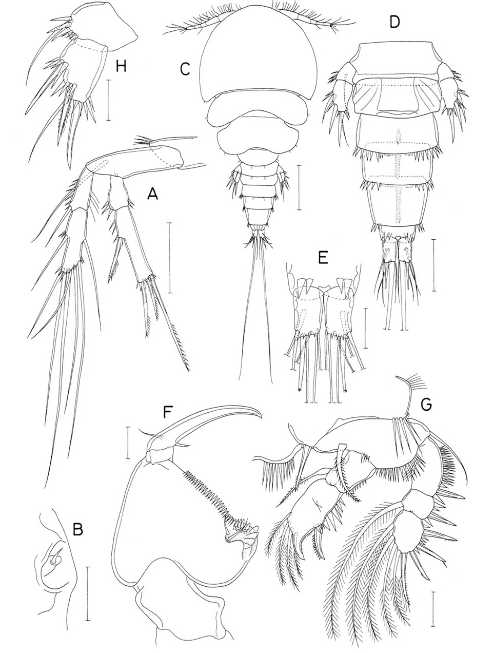 Presynaptiphilus trifurcatus n. sp. Female: A, Leg 4; B, Right genital area. Male: C, Habitus, dorsal; D, Urosome, ventral; E, Caudal rami, ventral; F, Maxilliped; G, Leg 1; H, Leg 5. Scale bars: A, D=0.05 mm, B, E-H=0.02 mm, C=0.1 mm.