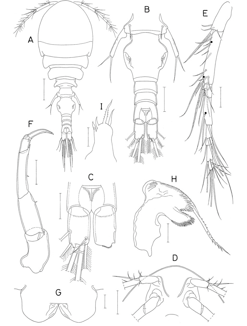 Anchimolgus kantariensis n. sp., female. A, Habitus, dorsal; B, Urosome, dorsal; C, Caudal rami, dorsal; D, Rostral area, ventral; E, Antennule; F, Antenna; G, Labrum; H, Mandible; I, Maxillule. Scale bars: A=0.2 mm, B, D=0.1 mm, C, E, F=0.05 mm, G-I=0.02 mm.