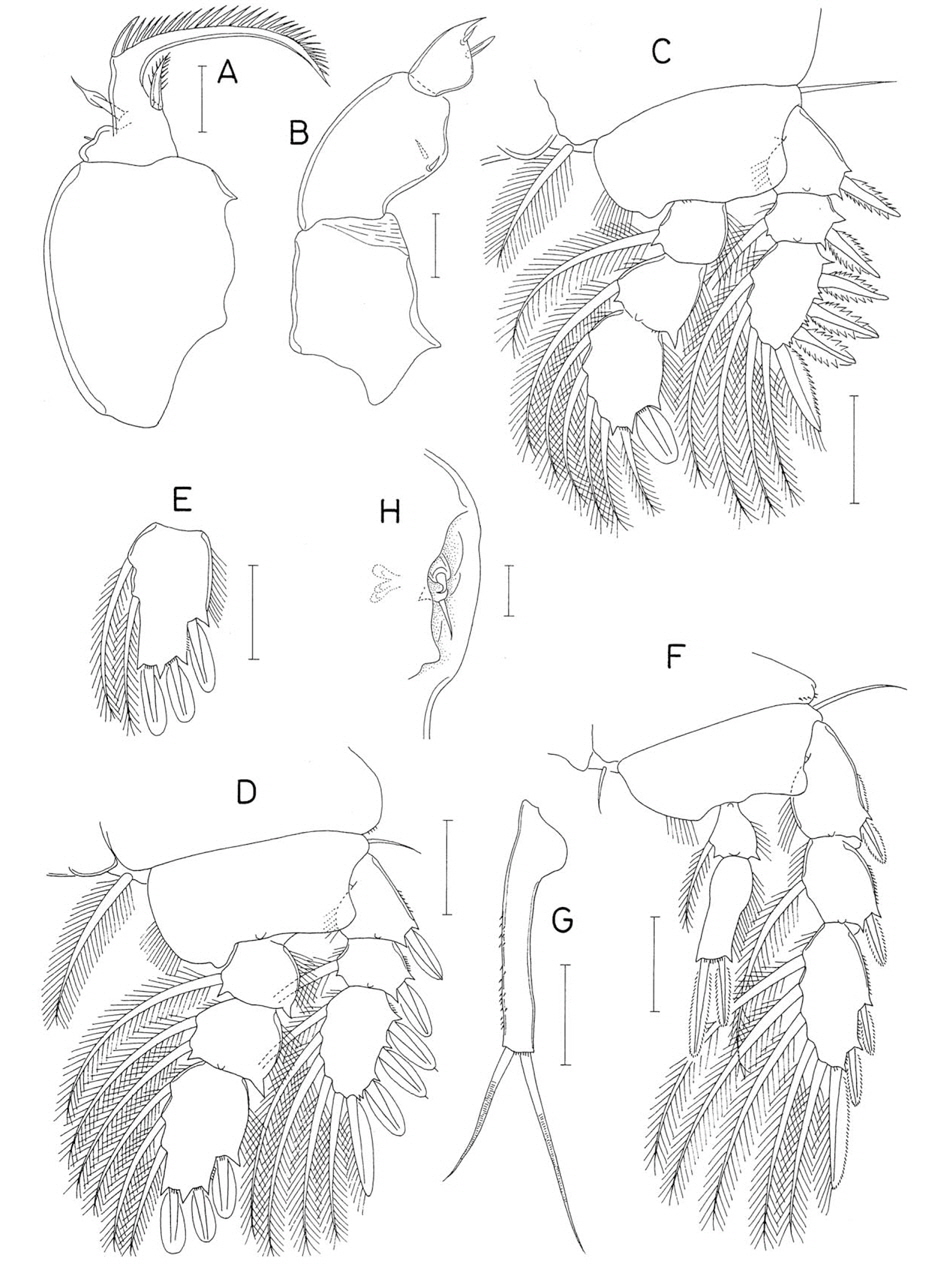 Anchimolgus kantariensis n. sp., female. A, Maxilla; B, Maxilliped; C, Leg 1; D, Leg 2; E, Third endopodal segment of leg 3; F, Leg 4; G, Leg 5 exopod; H, Right genital area, dorsal. Scale bars: A, B, H=0.02 mm, C-G=0.05 mm.