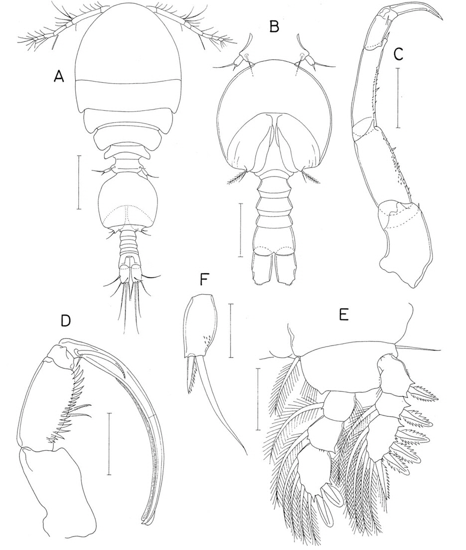 Anchimolgus kantariensis n. sp., male. A, Habitus, dorsal; B, Urosome, ventral; C, Antenna; D, Maxilliped; E, Leg 1; F, Leg 5 exopod. Scale bars: A=0.2 mm, B=0.1 mm, C-E=0.05 mm, F=0.02 mm.