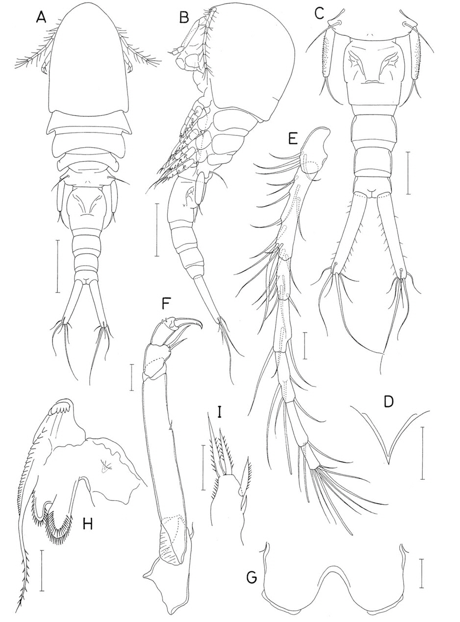 Anchimolgus palmatus n. sp., female. A, Habitus, dorsal; B, Habitus, lateral; C, Urosome, dorsal; D, Rostrum; E, Antennule; F, Antenna; G, Labrum; H, Mandible; I, Maxillule. Scale bars: A, B=0.2 mm, C=0.1 mm, D=0.05 mm, E-I=0.02 mm.