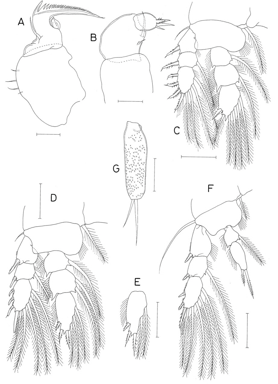 Anchimolgus palmatus n. sp., female. A, Maxilla; B, Maxilliped; C, Leg 1; D, Leg 2; E, Third endopodal segment of leg 3; F, Leg 4; G, Leg 5 exopod. Scale bars: A, B=0.02 mm, C-G=0.05 mm.