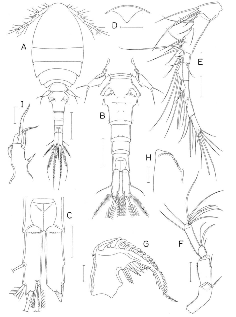 Kelleria vasfera n. sp., female. A, Habitus, dorsal; B, Urosome, dorsal; C, Caudal rami, dorsal; D, Rostrum; E, Antennule; F, Antenna; G, Mandible; H, Paragnath; I, Maxillule. Scale bars: A=0.2 mm, B=0.1 mm, C-F=0.05 mm, G-I=0.02 mm.
